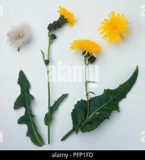 Fiori, pappus e foglie da Sonchus arvense (perenne sow thistle) Foto Stock