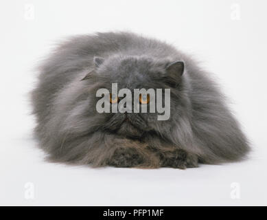Persiano blu Longhair Cat (felis catus) disteso e rivolto in avanti Foto Stock