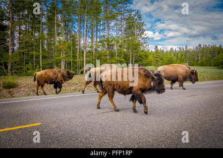 Bisonti americani famiglia attraversare una strada nel Parco Nazionale di Grand Teton, Wyoming Foto Stock