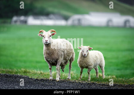 Due pecore sul prato verde Foto Stock