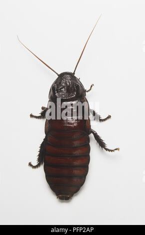 Scarafaggio orientale (Blatta orientalis), vista da sopra Foto Stock