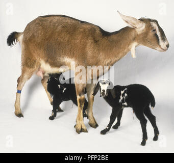 Nubian (Capra hircus) e due bambini che mostra in bianco e nero colore del mantello, vista laterale Foto Stock