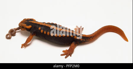 Mandarin Oriental Salamander (Tylototriton verrucosus) mangiando un worm, vista laterale. Foto Stock