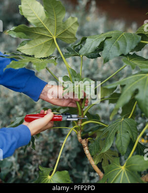 Utilizzando secateurs per rimuovere semi maturi Fatsia japonica shoot, close-up Foto Stock