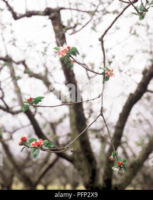 Malus domestica " Irish Peach' (melo) di fiori e di frutti in erba in corrispondenza della punta di ciascun shoot Foto Stock