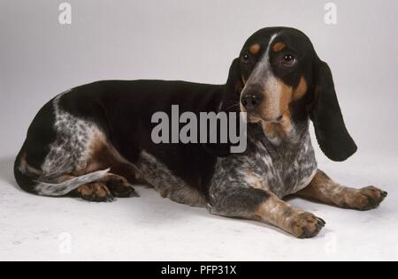 Basset Bleu de Gascogne (blu Guascogna Basset) seduto Foto Stock