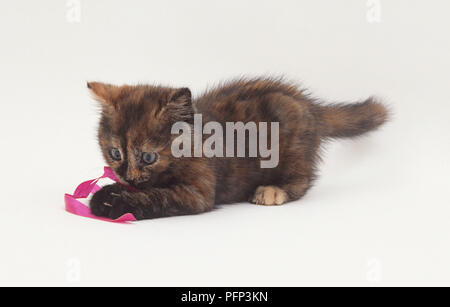 Bruna giovane tartaruga gattino giocando con il giocattolo di nepitella Foto Stock