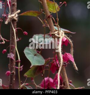 Rhodochiton atrosanguineus (viola bell vitigno) supportato da canne Foto Stock