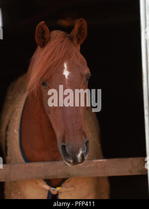 Close up marrone castagna cavalli faccia, contrassegno bianco sul capo Foto Stock