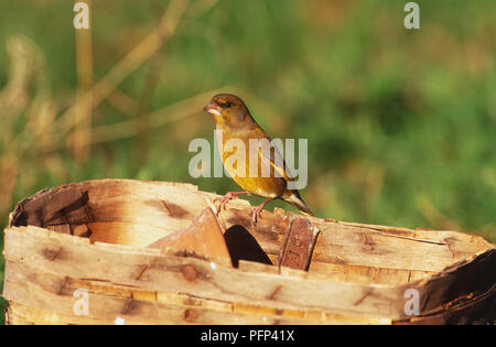 Unione verdone, Carduelis chloris, appollaiato su legno trug, close-up. Foto Stock