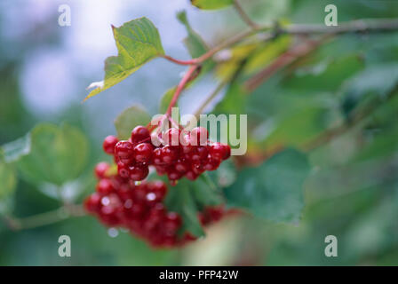 Cluster di bacche rosse da Viburnum opulus 'Compactum' (Viburno rose), su un ramo, close-up Foto Stock