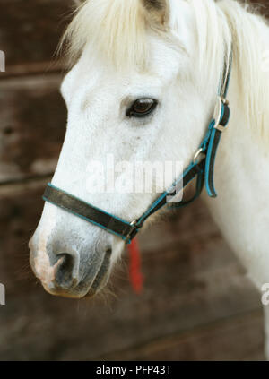 Cavallo grigio, con pelliccia bianca vicino fino alla testa. Foto Stock