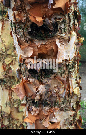 Close-up sulla corteccia di Betula nigra (nero betulla, Fiume betulla) Foto Stock