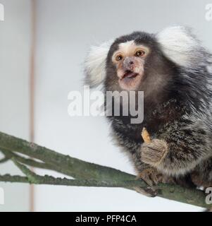 Comune (marmoset Callithrix jacchus) seduto sul ramo alimentare presa nella sua zampa anteriore Foto Stock