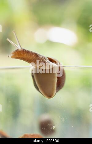 Giardino lumaca (Helix Aspersa) salendo al di sopra del bordo del vasetto di vetro Foto Stock