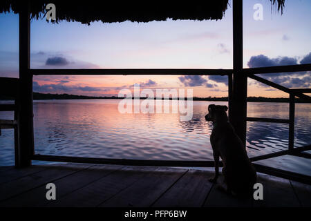 Cane guardando purpureo tramonto in laguna sul dock in Utila, Honduras, America Centrale Foto Stock