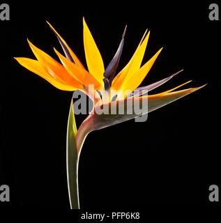 Strelitzia reginae (uccello del paradiso) fiore giallo sullo stelo Foto Stock