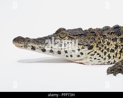 Coccodrillo cubano (Crocodylus rhombifer) testa di profilo, mostra schema naturale sulla pelle squamosa Foto Stock