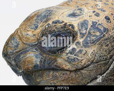 Tartaruga gigante di Aldabra (Aldabrachelys gigantea) testa mostra occhi e pelle dura, close-up Foto Stock