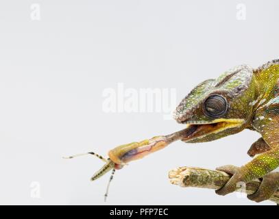 Panther Chameleon (Furcifer pardalis) cattura insetti con linguetta lunga Foto Stock