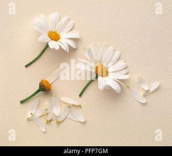 Daisy le teste dei fiori con alcuni petali strappato Foto Stock