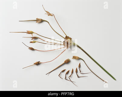 Erodium manescavii (Heron è Bill) semi sul gambo e seedheads Foto Stock