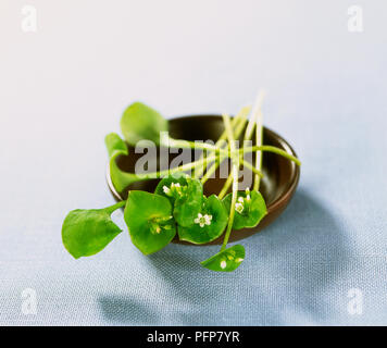Claytonia perfoliata (inverno) purslane, steli che mostra il verde delle foglie e fiori di colore bianco in vaso Foto Stock