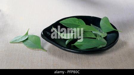 Ocimum americanum (calce) basilico foglie su un piatto piccolo Foto Stock