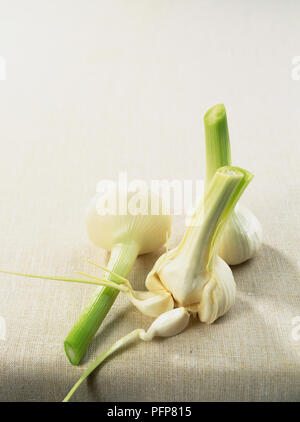 Allium sativum, aglio, freschi capi con morbidi, pelle bianca. Foto Stock