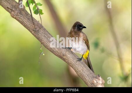 Bulbul comune (Pycnonotus barbatus) sul ramo di albero attorno al lago Baringo, Rift Valley Kenya Foto Stock