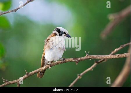 Northern bianco-crowned shrike (Eurocephalus rueppelli) sul ramo di albero attorno al lago Baringo, Rift Valley Kenya Foto Stock