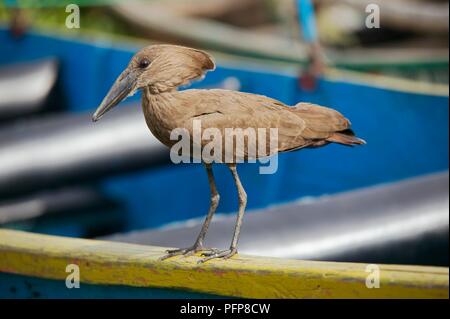 Hammerkop (Scopus umbretta) seduto sul lato di una barca a Dunga, il lago Victoria, Kenya Foto Stock