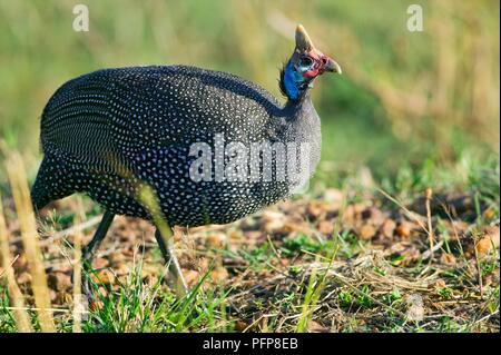 Kenia Masai Mara riserva nazionale, Helmeted faraone (Numida meleagris), vista laterale Foto Stock