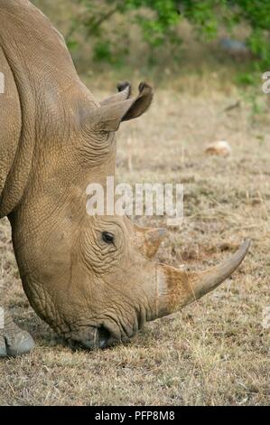 Kenya, Masai Mara National Reserve, head of a White rhinoceros (Ceratotherium simum) eating grass, side view Foto Stock