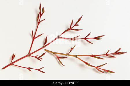 Aceraceae, Acer palmatum 'Senkaki', Coral-Bark Acero rosa luminoso winter germogli, immaturi primavera lascia emergenti da esili germogli. Foto Stock