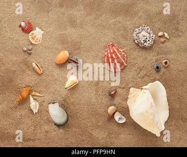 Diversi tipi di conchiglie nella sabbia, close-up, vista da sopra Foto Stock