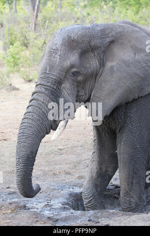 Una grande famiglia di elefante in Africa è attorno a piedi per mangiare e acqua potabile Foto Stock