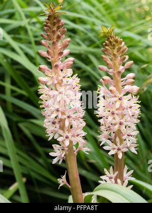 I picchi dei fiori della fioritura estiva, South African ananas lily, Eucomis comosa Foto Stock