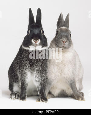 Nero e grigio conigli (oryctolagus cuniculus) seduti fianco a fianco cercando in telecamera, vista frontale Foto Stock