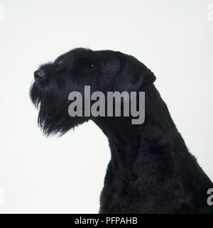 Testa del gigante nero Schnauzer, close-up Foto Stock