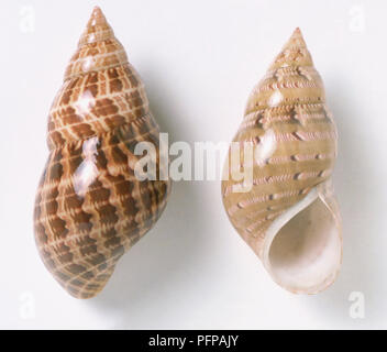 Due dipinti Lady gusci (Phasianella australis), vicino. Foto Stock