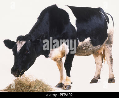 Il frisone mucca alimentando il fieno, vista laterale Foto Stock