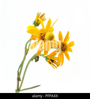 Il ragno granchio (Misumena vatia) sull'erba tossica fiore (Jacobaea vulgaris) Foto Stock