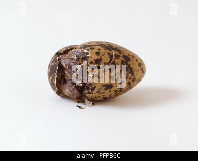 Crowned Plover (Vanellus coronatus) chick emergenti da uovo Foto Stock