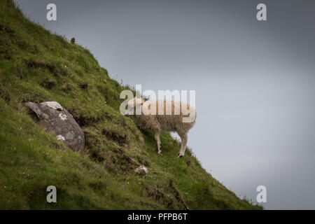 Agnello di pascolare su un ripido pendio erboso, Gásadalur, Vágar, Isole Faerøer. Foto Stock