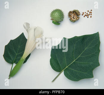 Fiori, foglie, cialde e semi da Datura stramonium (Thorn apple), close-up Foto Stock