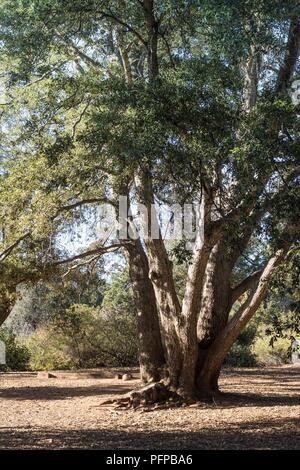 Costa Live Oak tree, alto sano costiere quercia sempreverde con tronchi multipli , foresta nel sud della California, verticale Foto Stock