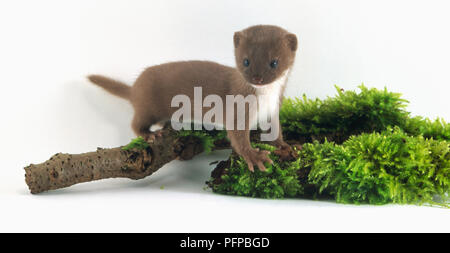 La donnola (Mustela nivalis) appollaiate su un muschio-ramo coperto, vista laterale Foto Stock