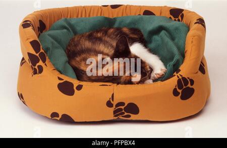 Tartaruga-tabby kitten dormire nel cesto cat Foto Stock