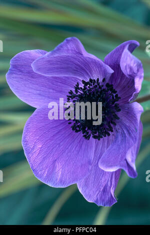 Anemone coronaria 'Mr Fokker' (anemone papavero), che mostra colore viola-blu di fiori colorati di testa, close-up Foto Stock